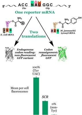 Impact of queuosine modification of endogenous E. coli tRNAs on sense codon reassignment